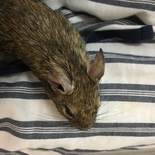 デグー アグーチ♀2匹 