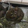 デグー アグーチ♀2匹  サムネイル2