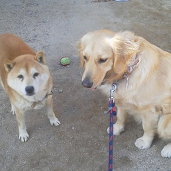 アトムとの別れ