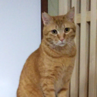 ちょっと・・・タレ目の茶トラ君