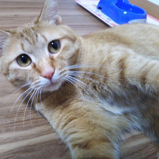 ちょっと タレ目の茶トラ君 大阪府 猫の里親募集 3549 ペットのおうち 月間利用者150万人