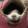 かわいいお口