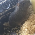 デグー