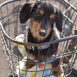 一緒にお買い物