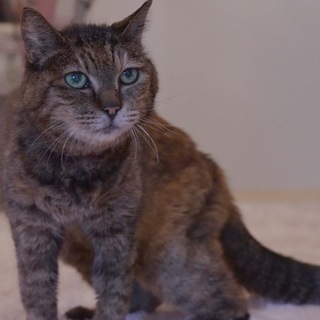 やっぱり最後はお家が欲しい！