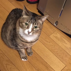 「結膜炎？」サムネイル2