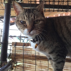 「結膜炎？」サムネイル3