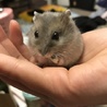 らすかる12345