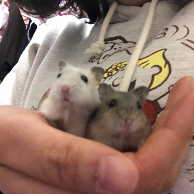 らすかる12345のカバー写真