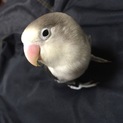 セキセイインコ♀ボタンインコ♀ どちらか1羽でも