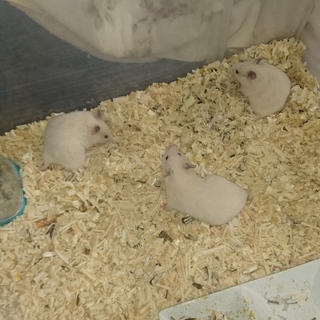 ゴールデンハムスターベイビー残り4匹