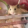 nechi さん