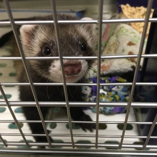 生後３ヶ月　去勢済み　病気なし　転勤のため