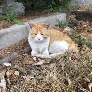 急募！捨てられ野良猫にイジメられてました