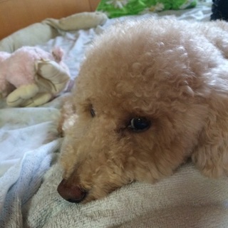元気なトイプードル♂です