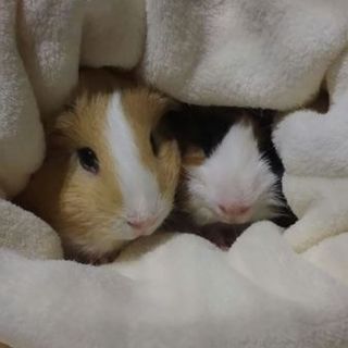 モルモット2匹の里親を募集しています