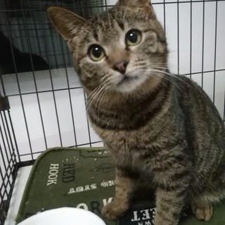 虐待されいたキジトラのオス 白血病陽性 1歳前後