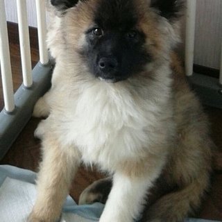 保健所からレスキューしたもこもこ男の子