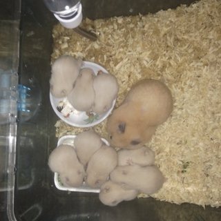 キンクマハムスター9匹の里親になってください