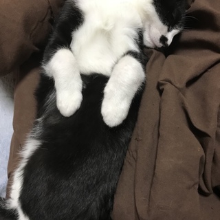 猫ちゃん達の新しい親を探しています。