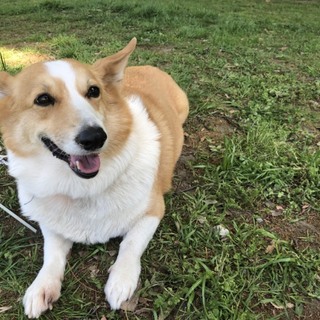 コーギー オス 10歳