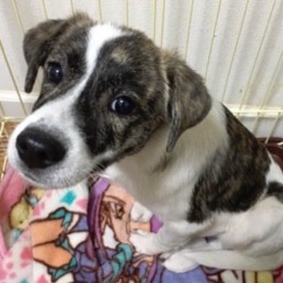 トライアル中　ポロン