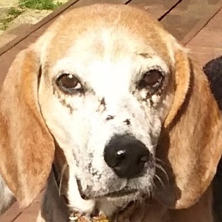 オリオン君　瀕死の状態から蘇った奇跡のビーグル　