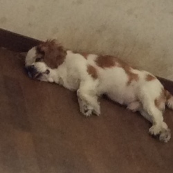 「旅立った犬のこと」サムネイル2