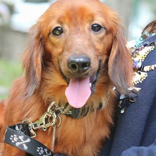 ミニチュアダックス ポン太くん 里親募集中！