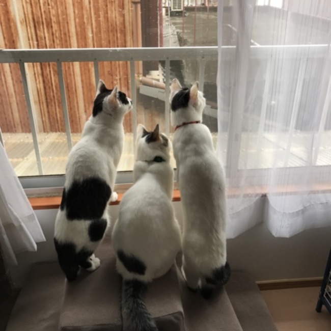 miyarutoのカバー写真