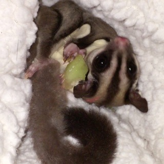 フクロモモンガの家族5匹お譲りします！