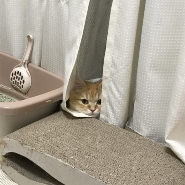 鈴木笑未 さん ペットのおうち 月間利用者150万人