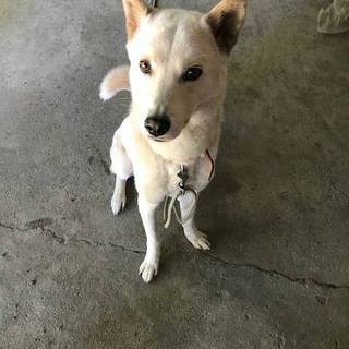 飼い主が亡くなりひとりぼっちになった五郎丸