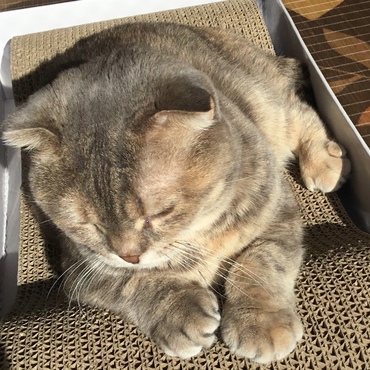 かくっ…、居眠り。