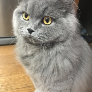 とってもフワフワ！人懐こい男の子。