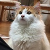 まるやまきなこ