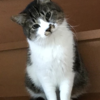 他の子にも優しいトム、お見合い可能です❣️