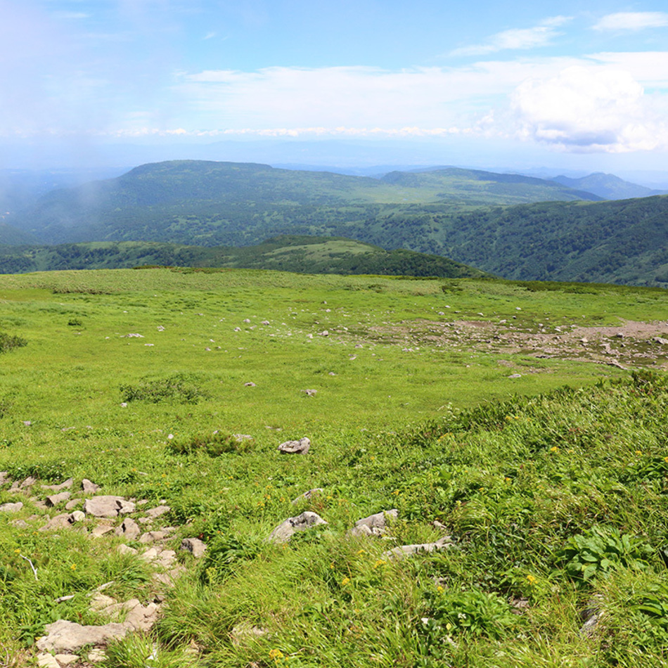 マメのカバー写真