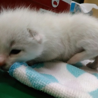 一時停止　3月26日生（推定）の男の子