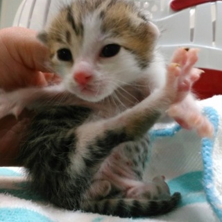 一時停止　3月26日生（推定）の男の子(キジシロ）