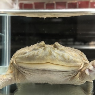 おっちょこちょいなバジェットガエル！里親募集