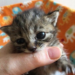 管理番号：OS−540