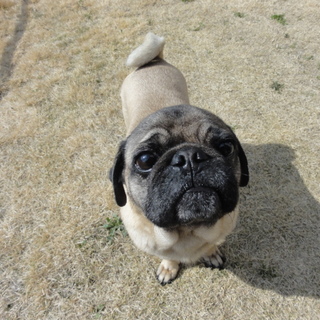 お散歩大好きフォーンパグ