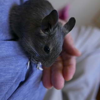 デグー　2カ月半