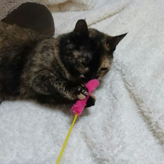 べたべたの甘えんぼさん、べっ甲柄のまあるい子