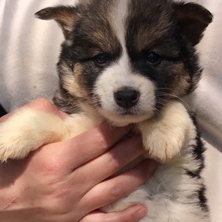 Ｉ♡１３３  里親さん募集です^_^