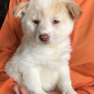 Ｉ♡１３９  里親さん募集です^_^