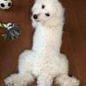 の写真