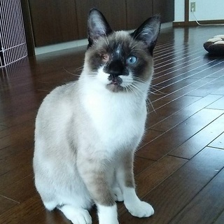 天真爛漫お膝猫☆ぶぅーたん