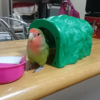 手のりコザクラインコ1歳半の女の子里親募集です。